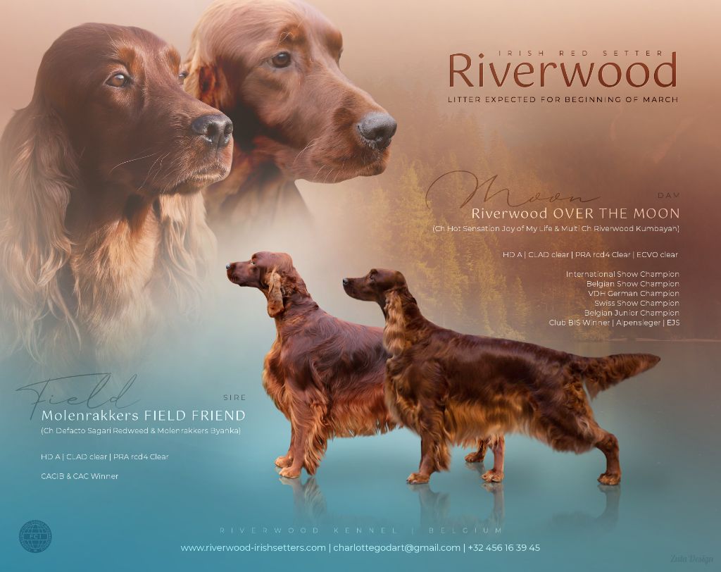 Riverwood - Bientôt des chiots 