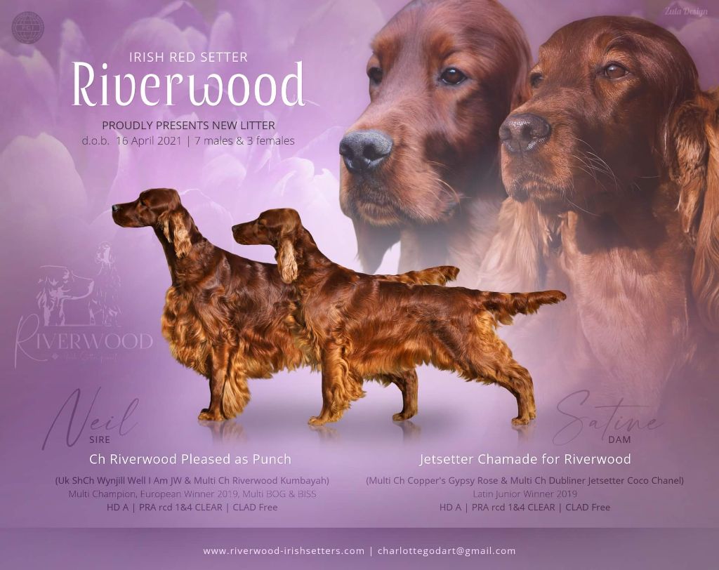 Riverwood - Setter irlandais rouge - Portée née le 16/04/2021
