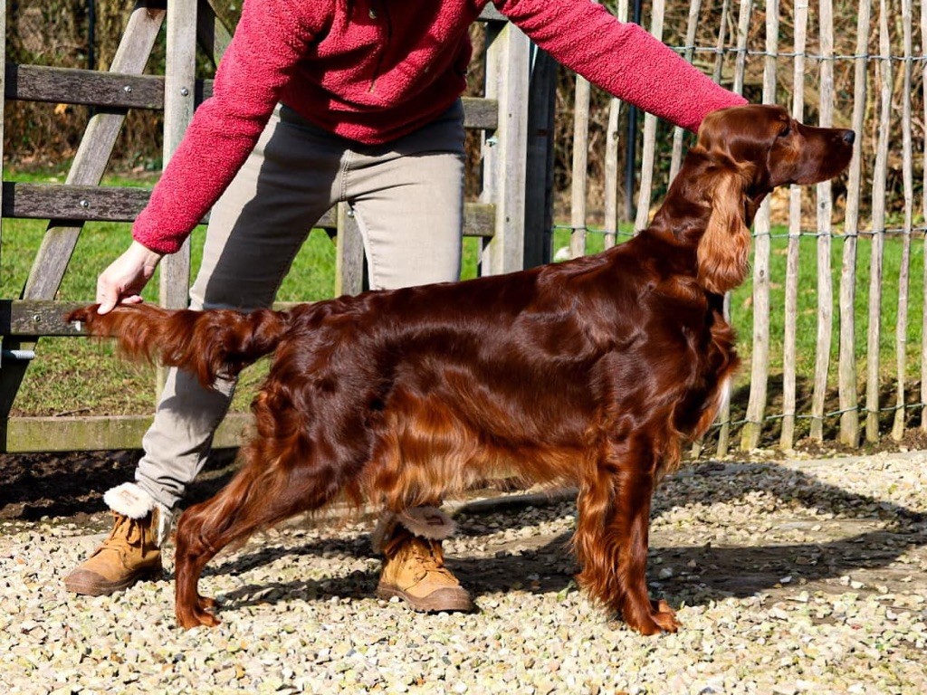 CH. Riverwood Under the spell of the moon